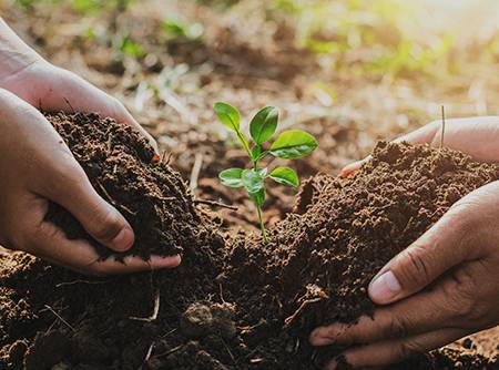 Vie du sol et fertilité - Comprendre tout ce qu'il se passe dans le sol en ligne |